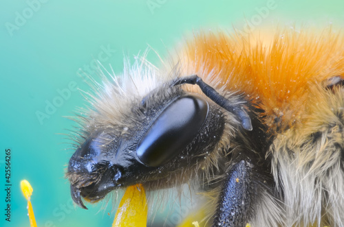 Macro image of a Bombus on a flower