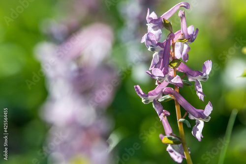 close up of a lilac flower - hohler Lerchensporn photo