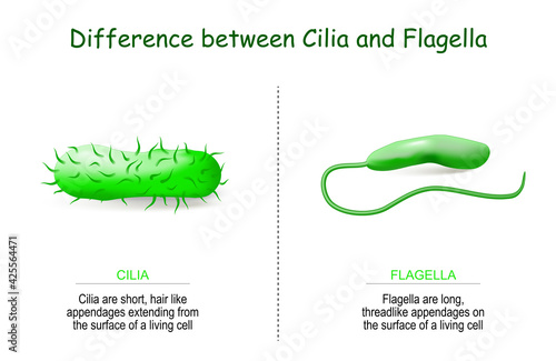 Difference between cilia and flagella for bacteria photo