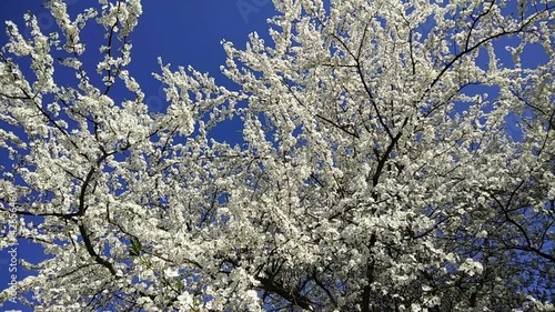 FullHD footage of beautiful plum tree with white blossoms on blue sky background. Branches with white flowers. Petals flying in the wind. Springtime. FullHD video