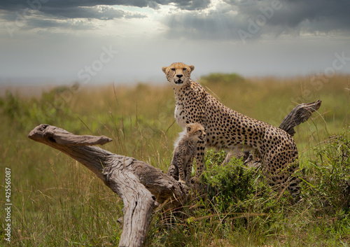 Cheetah and Cub 