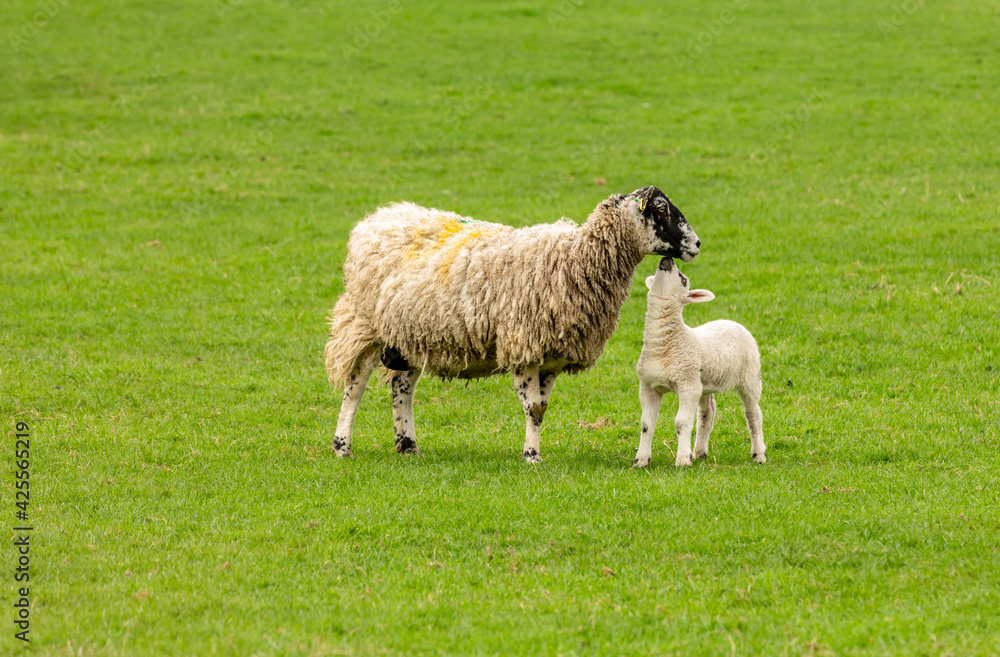 Lambing time in the Yorkshire Dales. UK. Cute little lamb reaches up to kiss her mother, a Swaledale mule sheep. Facing right. Clean background. Horizontal. Copyspace. Lambing time in the Yorkshire Dales. UK. Cute little lamb reaches up to kiss her mother, a Swaledale mule sheep. Facing right. Clean background. Horizontal. Copyspace.