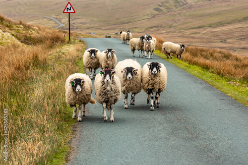 Swaledale ewes in early Spring walking along a single track road from Keld to Tan Hill Inn, Richmond, North Yorkshire.  Remote area with high, sweeping fells.  Horizontal, copy space. photo