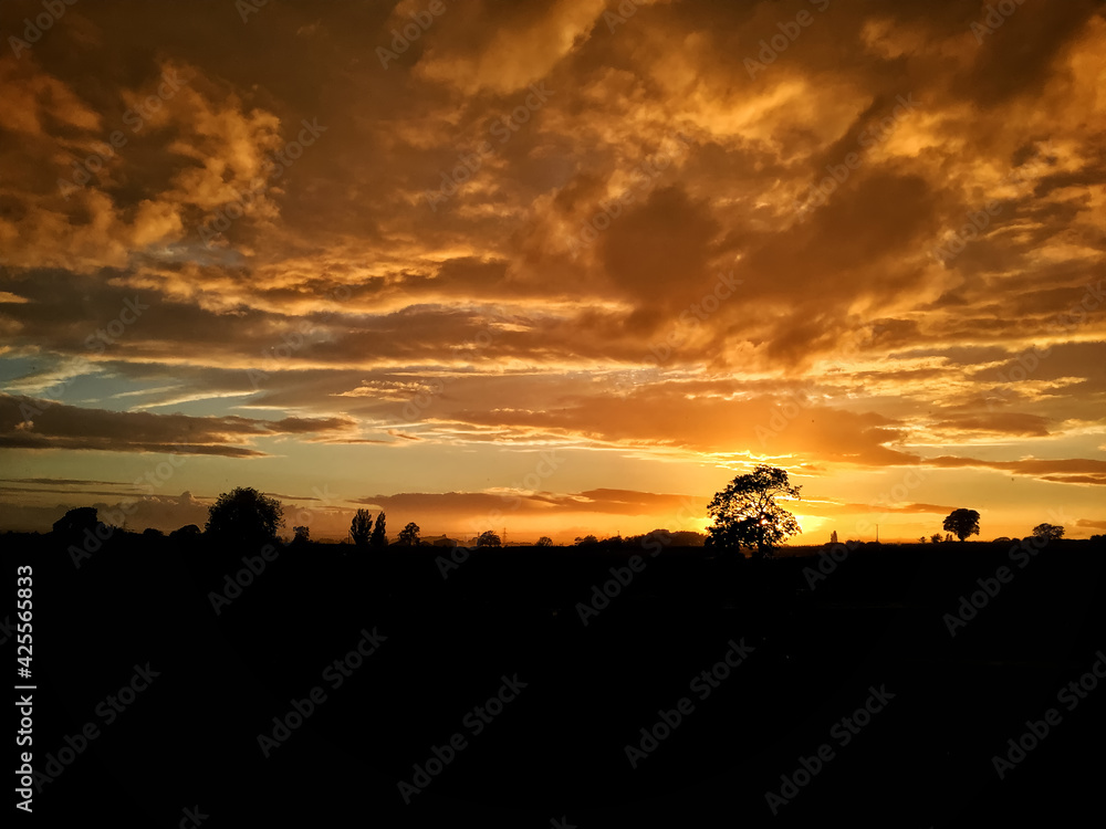 Golden Sunset with tree silhouette