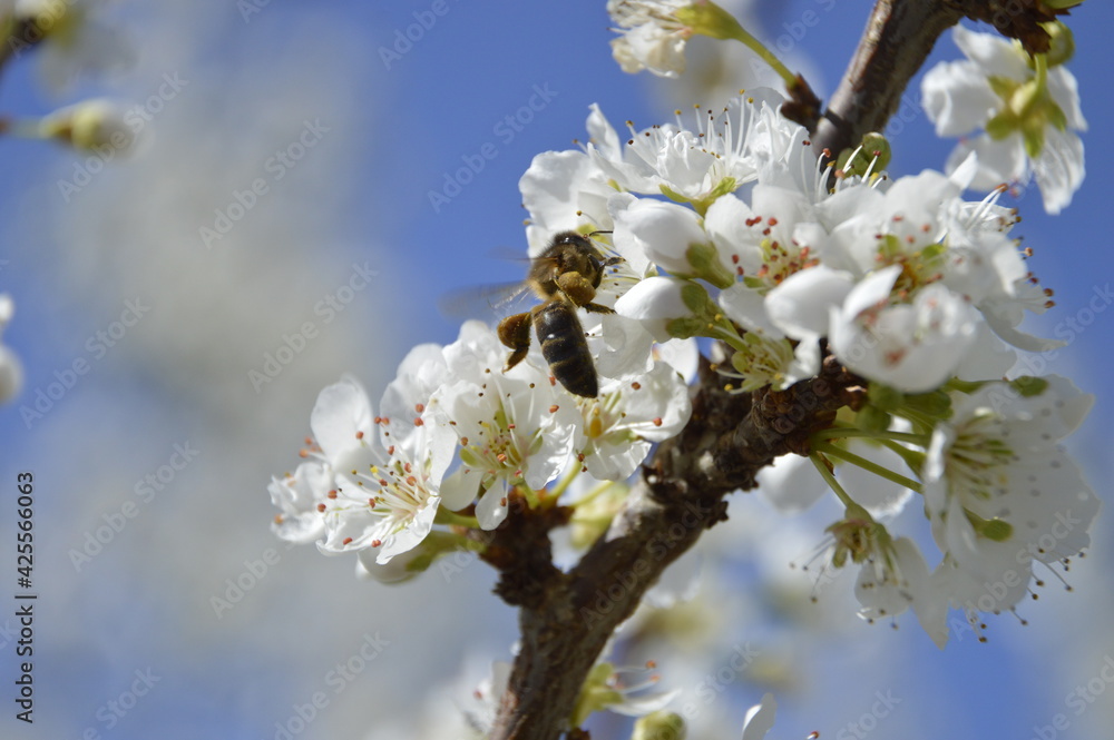 bee on blossom