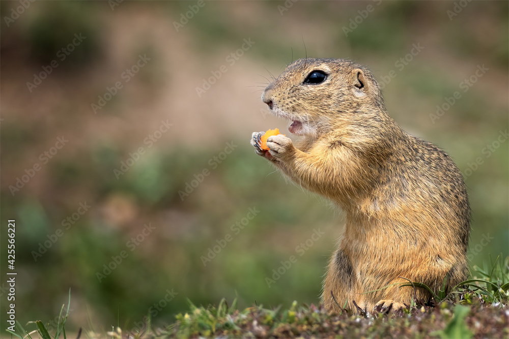 Fototapeta premium Ground squirrel eats carrots on a green field
