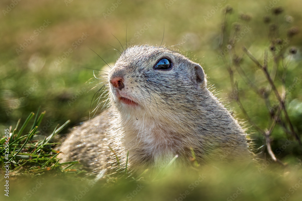 Ground squirrel on a green field looking out of a burrow Ground squirrel on a green field looking out of a burrow