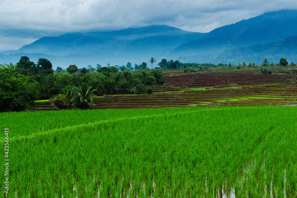 View of rice fields with mountain reflections on green rice fields when overcast in North Bengkulu, Indonesia, Asia