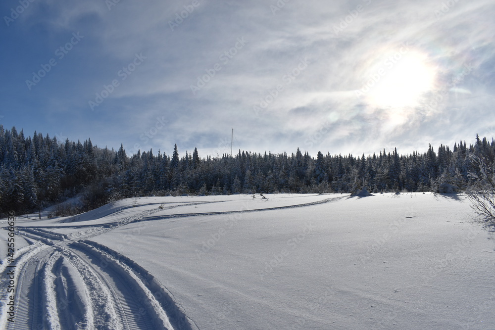 Snowmobile tracks near a frosty forest