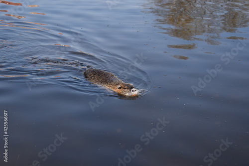 Muskrat photosesion Nr. 15