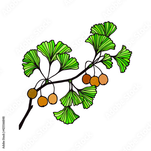 Ginkgo plant. Vector stock illustration eps10. Hand drawing, isolate on a white background. 