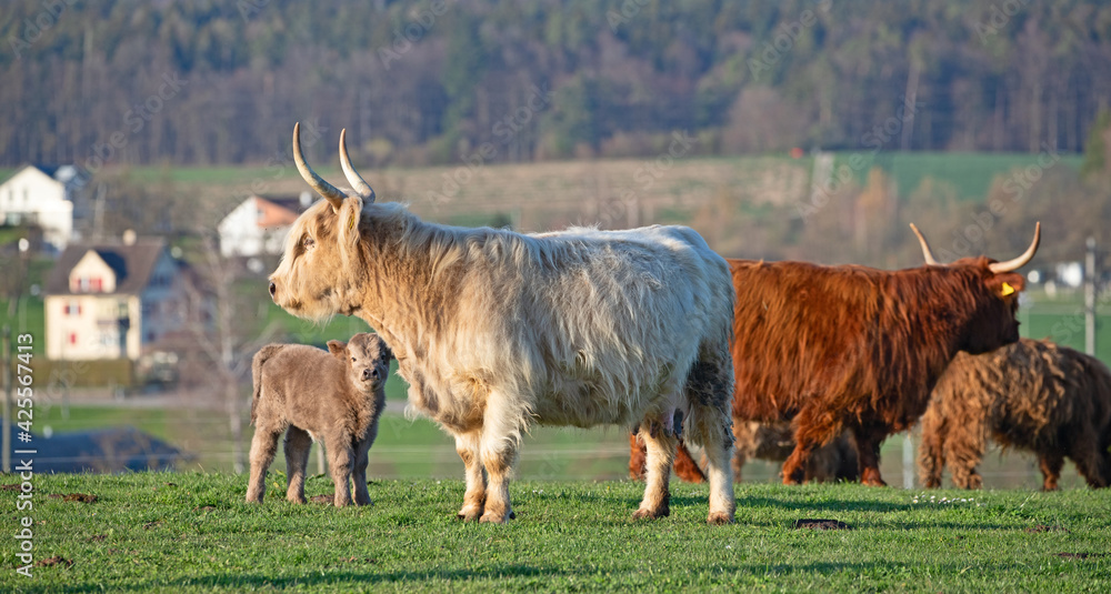Scottish highland cattle bread Scottish highland cattle bread