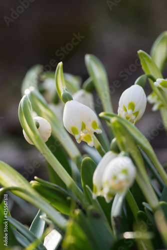 Flowering spring snowflakes (Leucojum vernum) in early spring