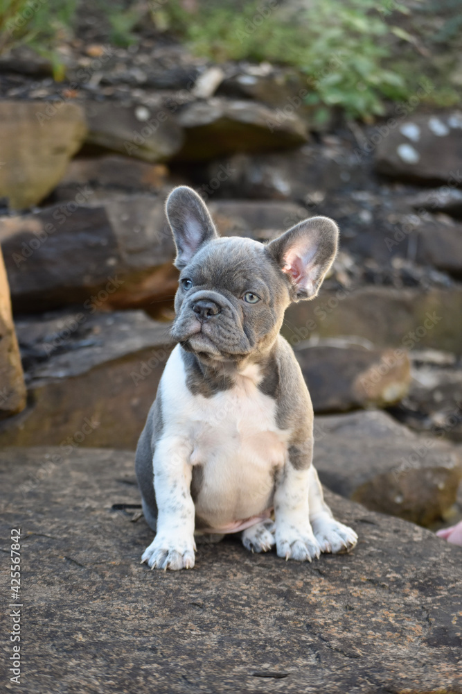 french bulldog puppy french bulldog puppy