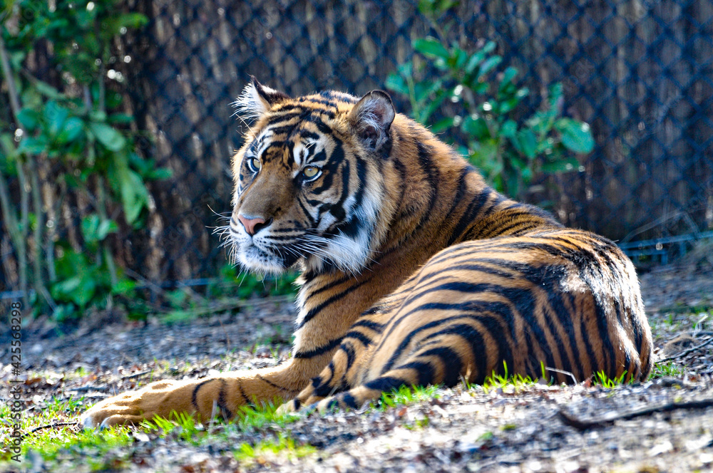 Obraz premium Majestic tiger laying in the sun