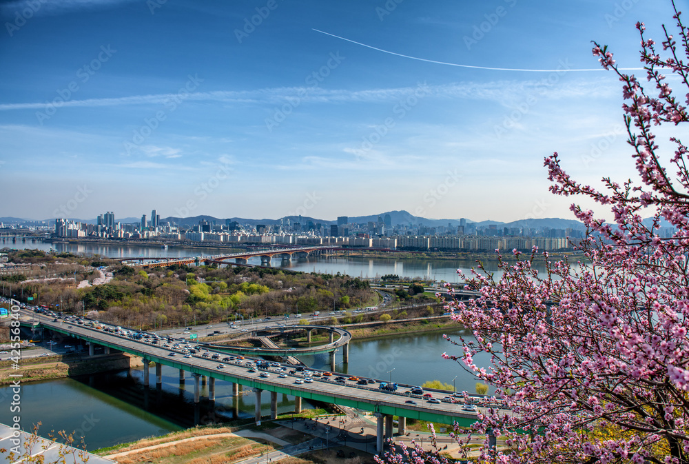 cherry blossom in spring Seoul South Korea
