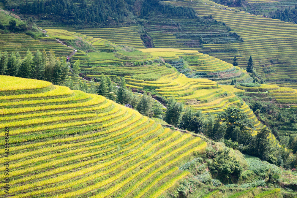 Longji Rice Terraces Longji Rice Terraces