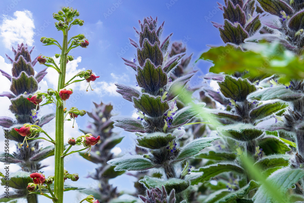 Blooming ajuga pyramidalis close up against the blue sky Blooming ajuga pyramidalis close up against the blue sky