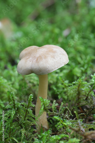 Tricholoma inamoenum, known as the gassy knight, wild mushroom from Finland