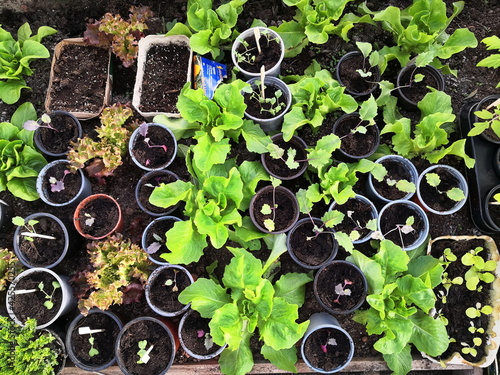 Paprika uind Peperoni selber ziehen