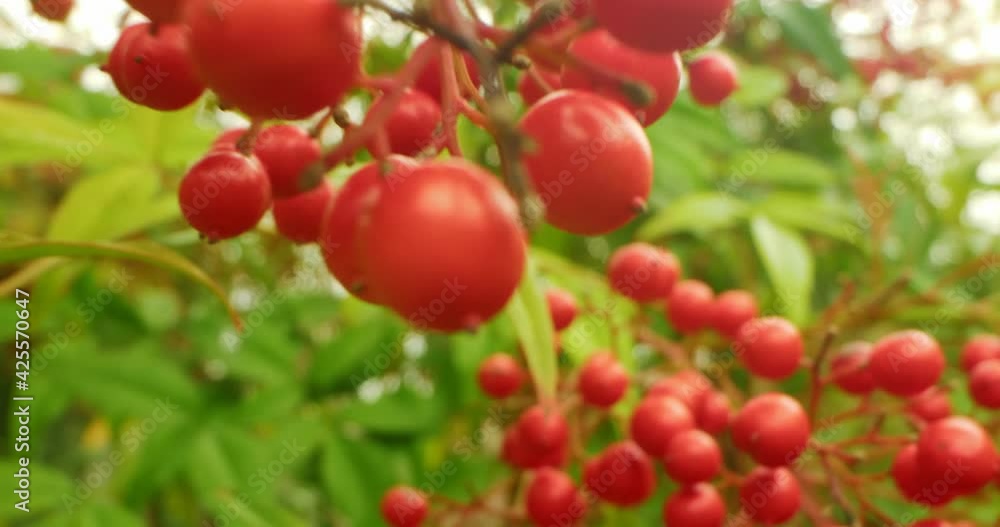 detailed extreme close-up of red berries bush in the park. detailed extreme close-up of red berries bush in the park.