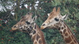 two giraffes in the zoo
