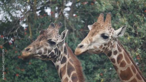 two giraffes in the zoo