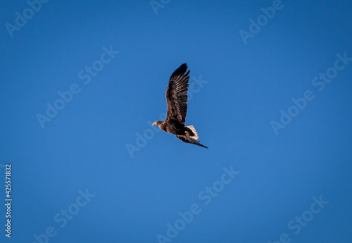 sea eagle in morning sun photo