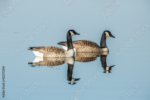 Two Canada geese, Branta canadensis, swim side by side with beautiful reflection in the rippling blue water