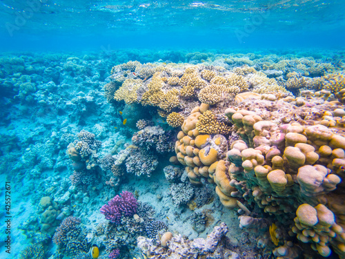 Colorful corals in the clean Red Sea near Safaga town in Egypt