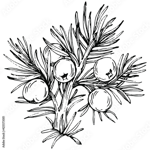 Juniper vector drawing. Isolated vintage illustration of berry on branch. Organic essential oil engraved style sketch. Beauty and spa, cosmetic ingredient. Great for label, poster, flyer, packaging