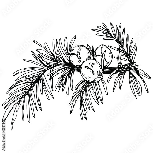 Juniper vector drawing. Isolated vintage illustration of berry on branch. Organic essential oil engraved style sketch. Beauty and spa, cosmetic ingredient. Great for label, poster, flyer, packaging