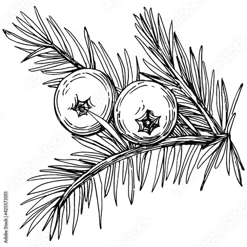 Juniper vector drawing. Isolated vintage illustration of berry on branch. Organic essential oil engraved style sketch. Beauty and spa, cosmetic ingredient. Great for label, poster, flyer, packaging