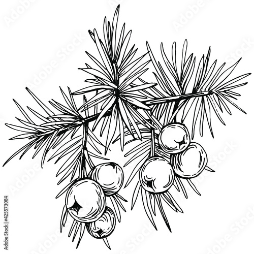 Juniper vector drawing. Isolated vintage illustration of berry on branch. Organic essential oil engraved style sketch. Beauty and spa, cosmetic ingredient. Great for label, poster, flyer, packaging