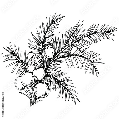 Juniper vector drawing. Isolated vintage illustration of berry on branch. Organic essential oil engraved style sketch. Beauty and spa, cosmetic ingredient. Great for label, poster, flyer, packaging