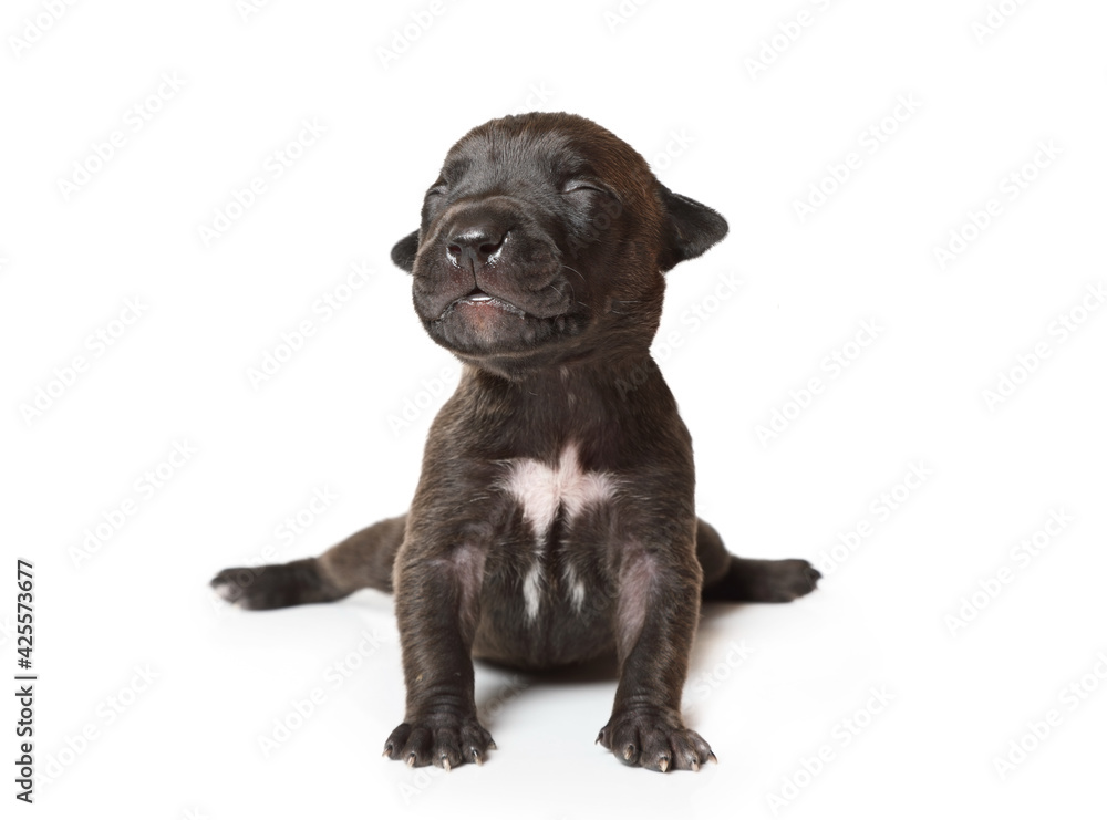 Ten days old black American Pit Bull Terrier puppy sitting over white