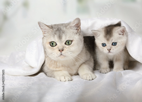 Scottish cat and a kitten lying in bed covered with a blanket