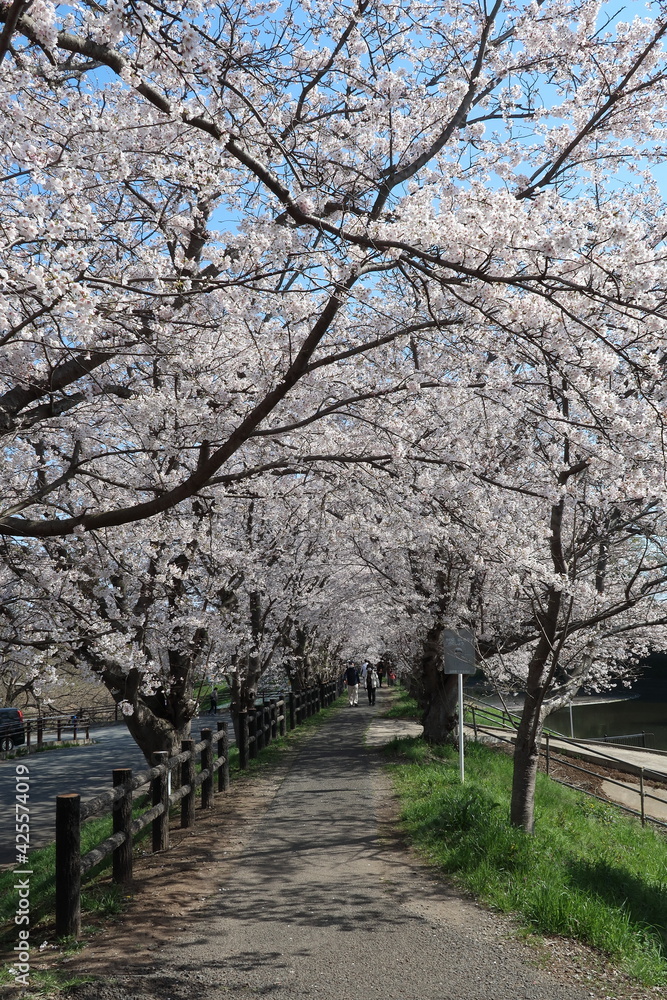 福岡堰の桜並木道