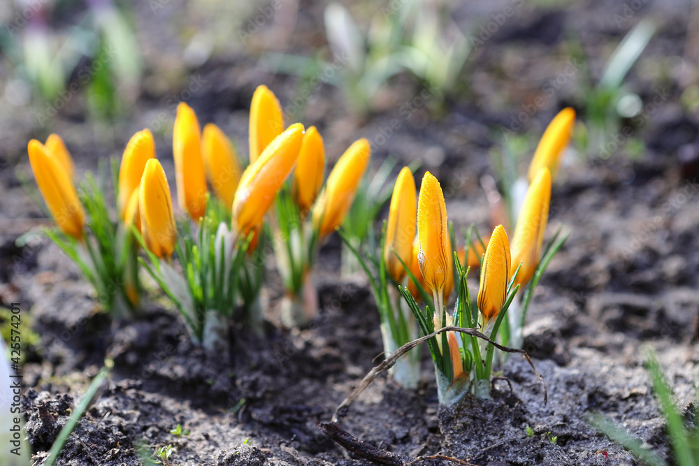 Obraz premium Spring crocuses bloom in the park. Fresh beautiful purple, yellow and white crocuses, selective focus, banner image with sun glare