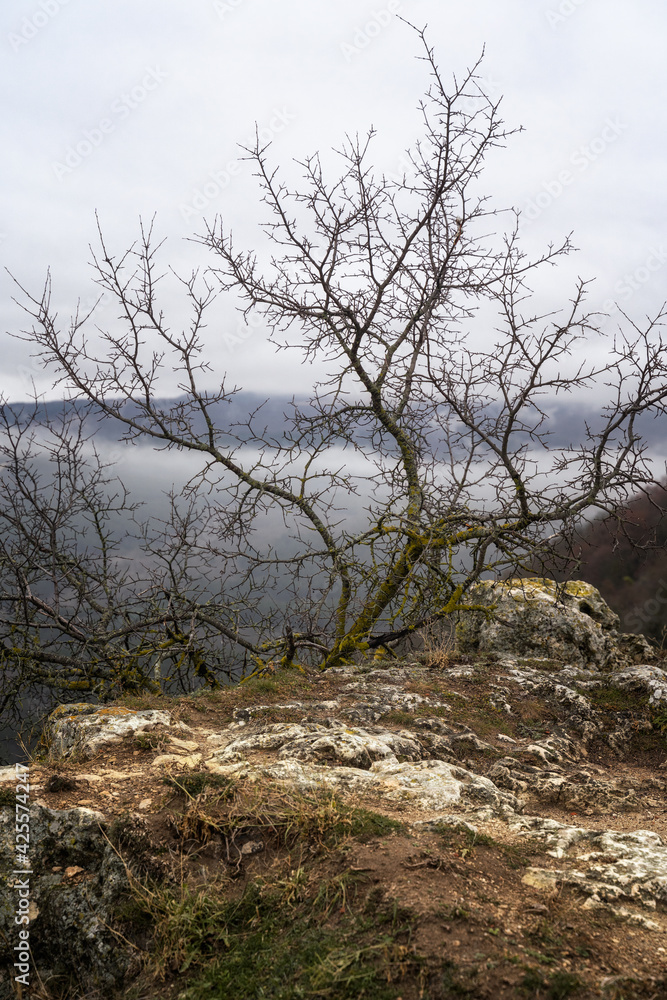 Lone small tree grow at the edge of cliff. Force of life. Strong plant fighting for its future Lone small tree grow at the edge of cliff. Force of life. Strong plant fighting for its future