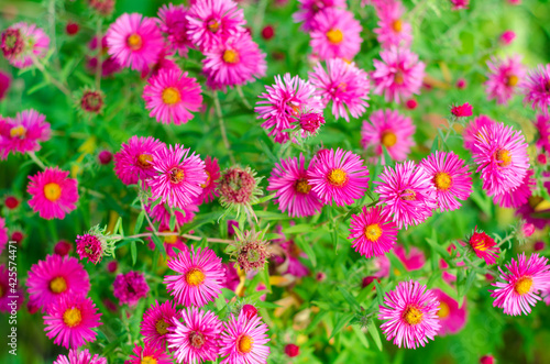 pink flowers