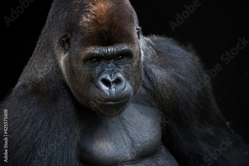 portrait of a gorilla © Krzysztof