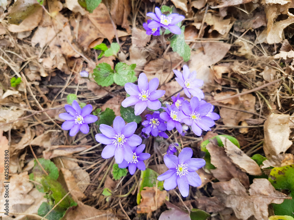 The first snowdrops after winter Anemone hepatica. Anemone hepatica bloomed in the forest The first snowdrops after winter Anemone hepatica. Anemone hepatica bloomed in the forest