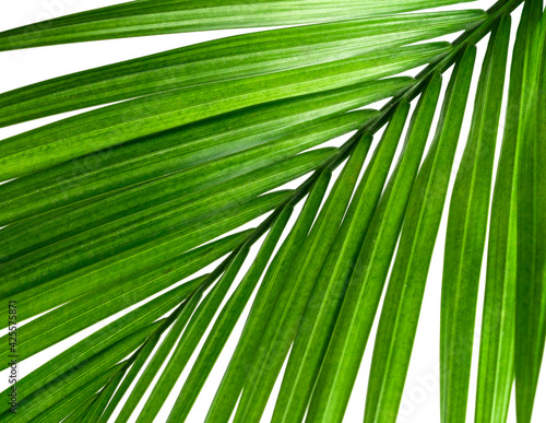 Beautiful Palm Leaves © Alisa