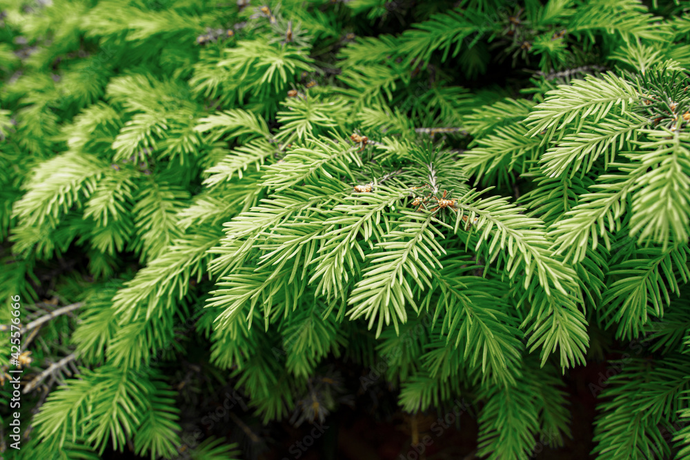 Branch of a green forest fir, selective focus. needles of a Christmas tree at close range. background for christmas greetings. Winter holidays mood. Atmospheric still life.. Branch of a green forest fir, selective focus. needles of a Christmas tree at close range. background for christmas greetings. Winter holidays mood. Atmospheric still life..