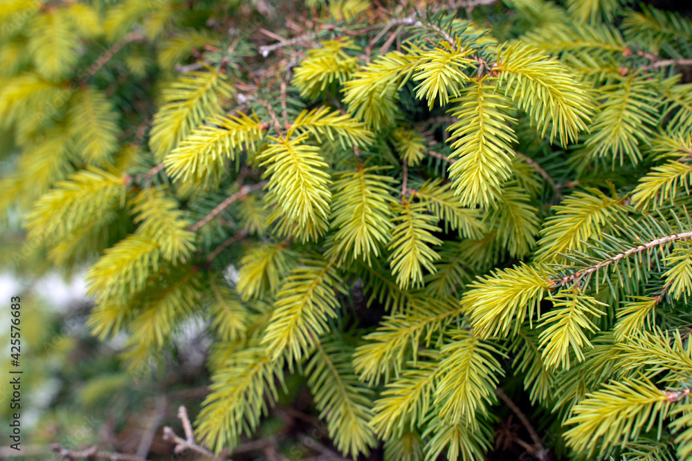 Young shoots of a spruce. Green Christmas tree twig, selective focus, blurred background. forest conifer in the park.. Young shoots of a spruce. Green Christmas tree twig, selective focus, blurred background. forest conifer in the park..