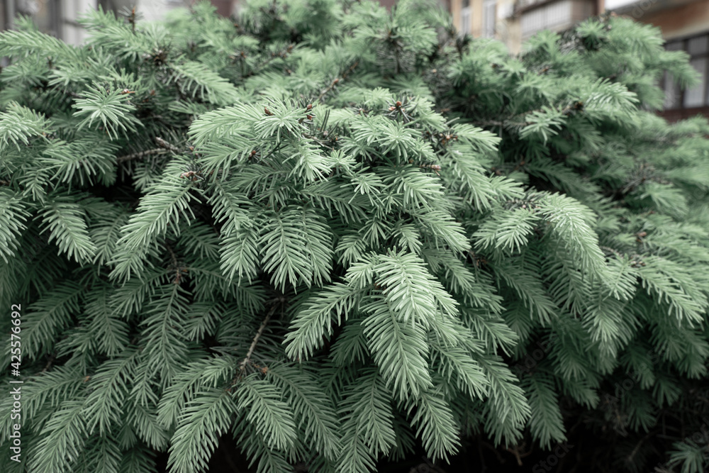 Branches of blue spruce on a gray background. gray green leaves of blue spruce in winter. Christmas Background in the form of thickets of branches of blue spruce. Branches of blue spruce on a gray background. gray green leaves of blue spruce in winter. Christmas Background in the form of thickets of branches of blue spruce.