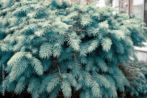 Bilde på lerret Silver blue spruce Picea pungens Hoopsii with new growth in ornamental garden