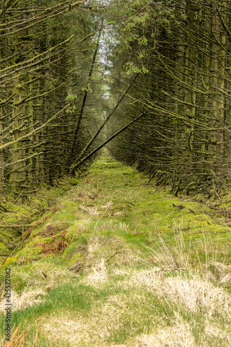 Fotografie Slieveanorra forest, woodland chaos, fallen trees bridging a firebreak, Slievean