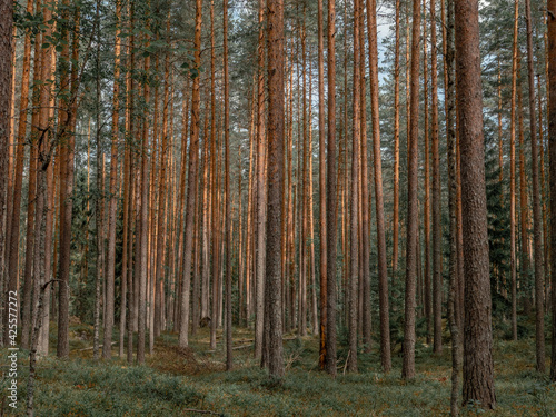 Beautiful pine forest in Leivonm  ki National Park in Joutsa  Finland.